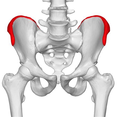 File:Iliac crest 03 - anterior view.png - Wikimedia Commons