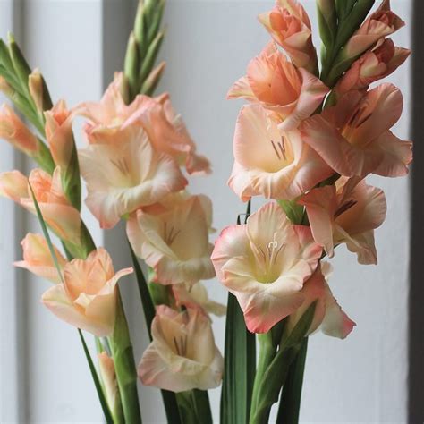 Gladiolus meaning. Find out more about the August birth flower