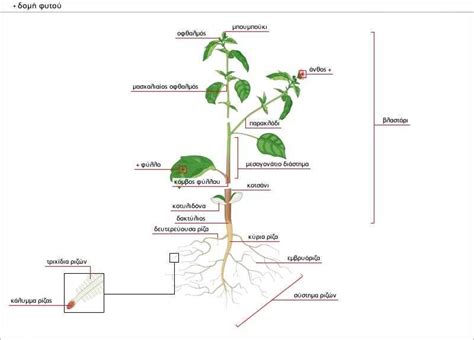 The Anatomy of a Root: A Diagram Explained