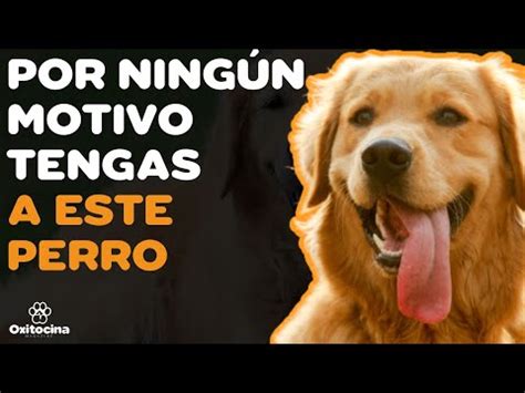 Los encantos del Golden Retriever de pelo corto: todo lo que debes saber ...