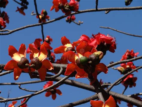 Kapok Tree is a Kind of Landscape Tree. in Spring, it Can Bloom Red and ...