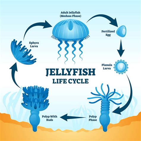 10 Incredible Immortal Jellyfish Facts - A-Z Animals