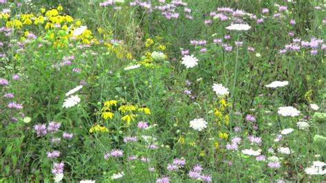 Wildflowers of Missouri - YouTube