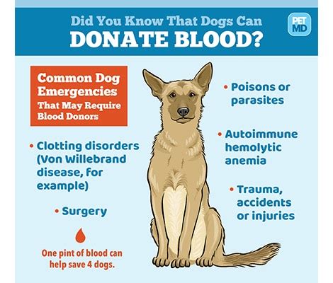 Dog Blood Transfusions: Everything You Need to Know | PetMD