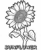 Sunflower Printable Coloring Pages sketch template