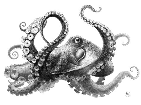 Hansi Helle – Illustration - Octopus