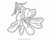 Lily Flower Coloring Pages sketch template