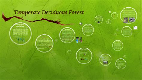 Temperate Deciduous Forest Energy Pyramid