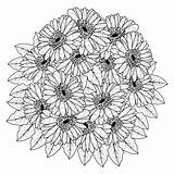 Gerber Daisy Coloring Pages sketch template