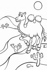 Desert Animal Coloring Pages sketch template