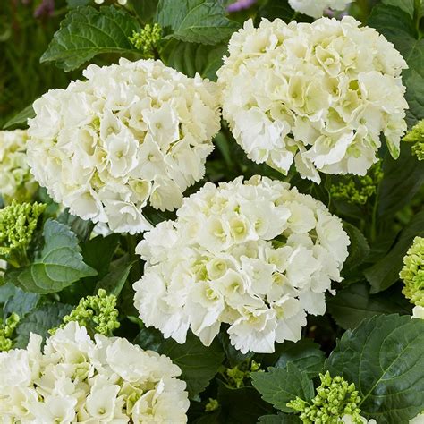 Buy mophead hydrangea Hydrangea macrophylla 'White': Delivery by Waitrose Garden