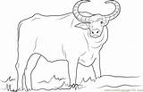 Domestic Asian Water Buffalo Coloring Page For Kids  Free sketch template