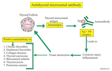 Anti-Thyroid Microsomal Antibody, Anti-Thyroid Peroxidase antibody ...