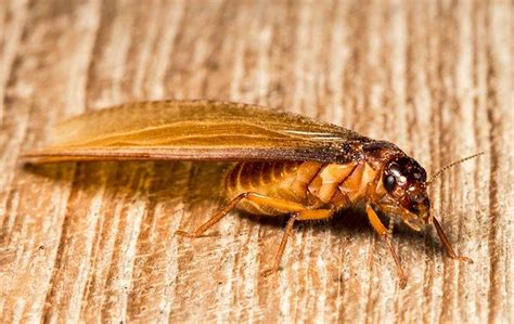 Blog - What Is A Termite Swarmer & Should I Be Worried About My Chesapeake Home?