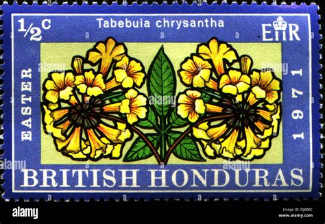 BRITISH HONDURAS - CIRCA 1971: A stamp printed in British Honduras shows Tabebuia chrysantha ...