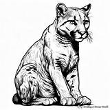 Cougar Coloring Pages  Free & Printable sketch template
