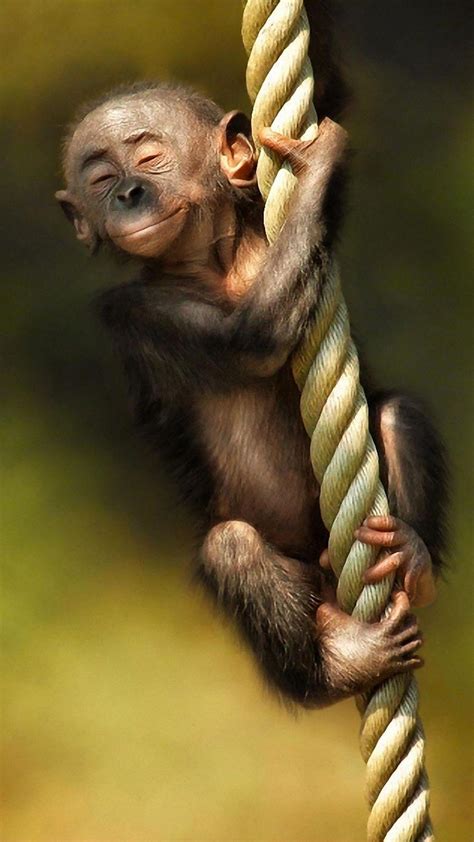 Monkey iPhone Wallpapers - Top Free Monkey iPhone Backgrounds - WallpaperAccess