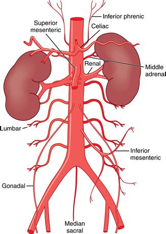 Abdominal Aorta Anatomy