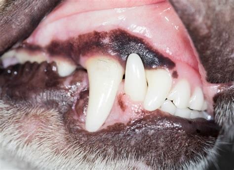 Dog Gum Disease - Gum Disease Treatments for Dogs | PetMD