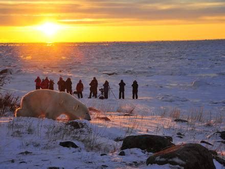 Churchill Wild - Polar Bear Viewing | Travel Manitoba