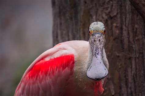 Brookfield’s Zoo Animals (18) | Andrzej Mucka - photographer