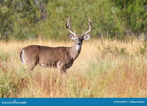 Big Buck Pig Waiting For The Sows At Rural Animal Farm Royalty-Free Stock Image | CartoonDealer ...