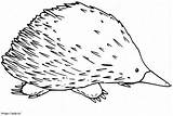 Echidna Coloring Pages Ray Aboriginal Australian Xray Dot Template  sketch template