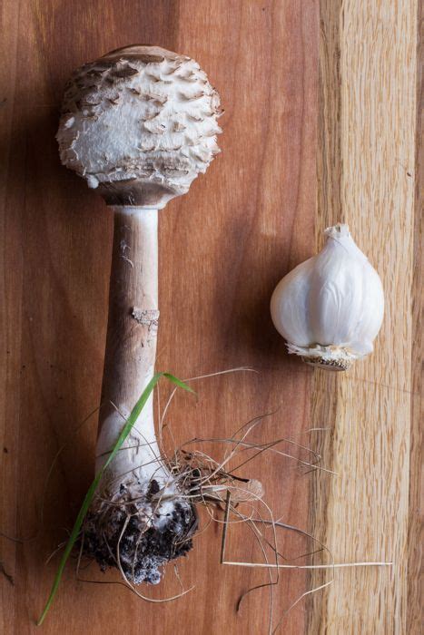 The Shaggy Parasol Mushroom | Recipe | Stuffed mushrooms, Shaggy, Foraging recipes