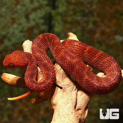 Baby Red Squamigera Bush Viper (Atheris squamigera) For Sale - Underground Reptiles