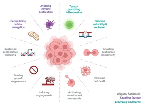 7: Cancer metabolism Flashcards | Quizlet