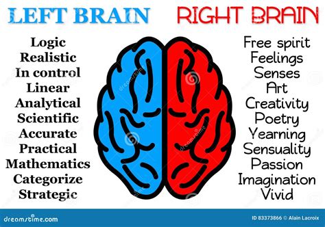 Left And Right Brain Cartoon