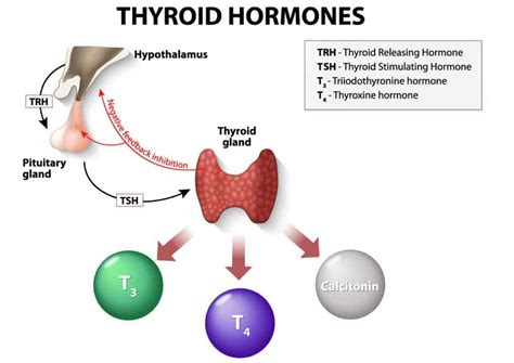 Thyroid-Stimulating Hormone - Coast to Coast Compounding