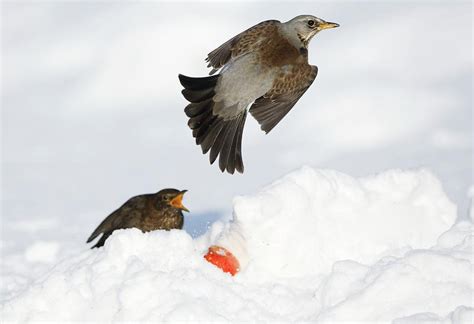 Fieldfare And Blackbird In Snow Photograph by John Devries/science Photo Library | Fine Art America