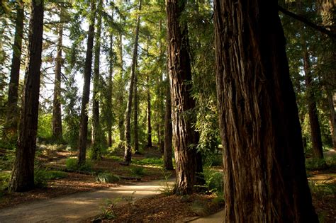 Strolling the Arboretum at UC Davis - Visit Yolo County California ...