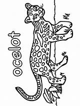 Coloring Pages Ocelot Big Jaguar Cat Leopard Realistic Printable Dwarf  sketch template