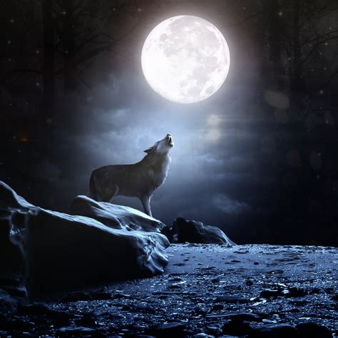 Lone Wolf by TonyCreations on DeviantArt