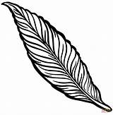 Feather coloring Page  Free Printable Coloring Pages sketch template