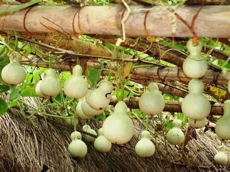 10 Different Types of Gourds that are Edible | Balcony Garden Web