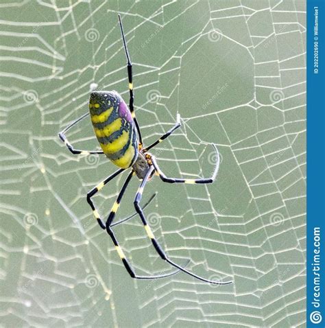 Large Joro Spider in a web stock photo. Image of silk - 202202690 | Spider, Stock photos, Common ...