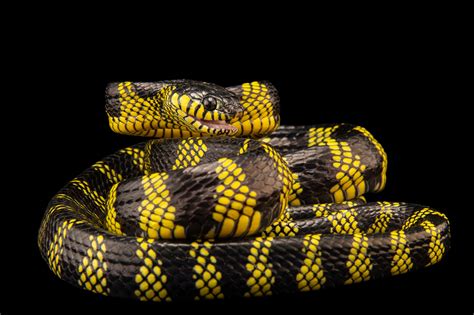 Mangrove Snake (Boiga dendrophila latifasciata) - Joel Sartore