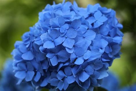 80+ Free Hortensia & Flower Photos - Pixabay