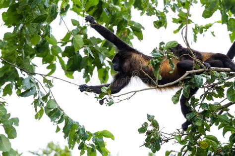 Howler Monkeys in Costa Rica Stock Photo - Image of ecological, sound ...