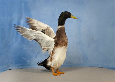 Welsh Harlequin Duck: An Endangered, Dual Purpose Breed