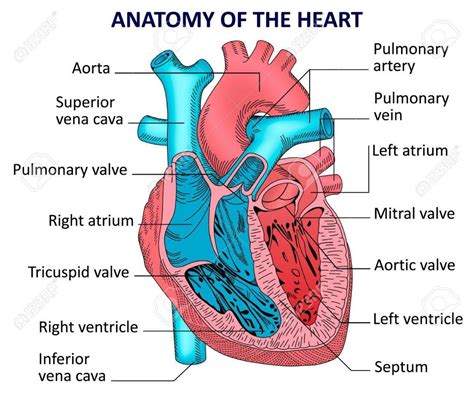 Gross Anatomy Of The Human Heart Human Anatomy Anatomy Heart Anatomy ...