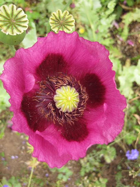 Opium Poppy Flowers (Papaver somniferum) - Opiate Addiction & Treatment Resource