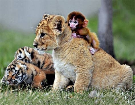 Wish everything in life was this sweet! Little monkey, lion and two tigers hanging out like good ...