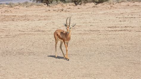 10 Dorcas Gazelle Facts - Fact Animal