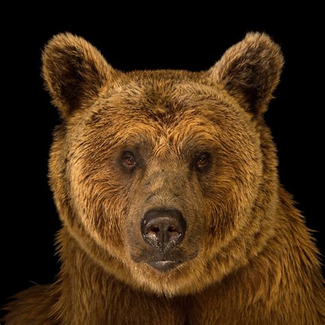 Top 101 + Grizzly bear animal pictures - Lestwinsonline.com