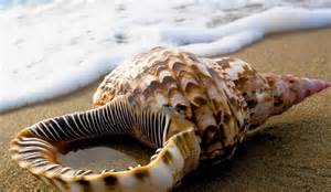 Shells on the Beach Wallpaper - WallpaperSafari