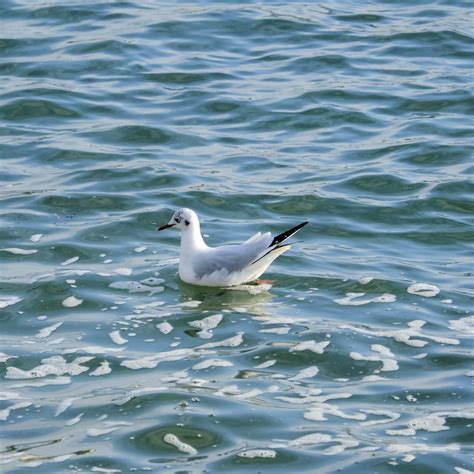 Laughing Seagull Free Stock Photo - Public Domain Pictures